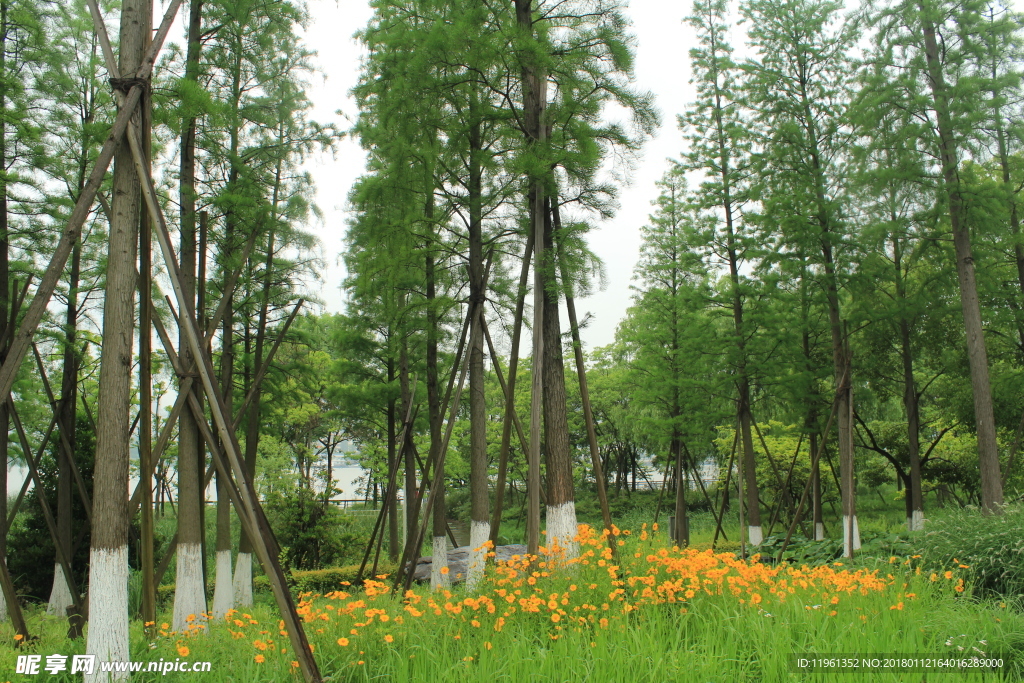 水杉风景