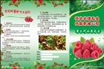三折页