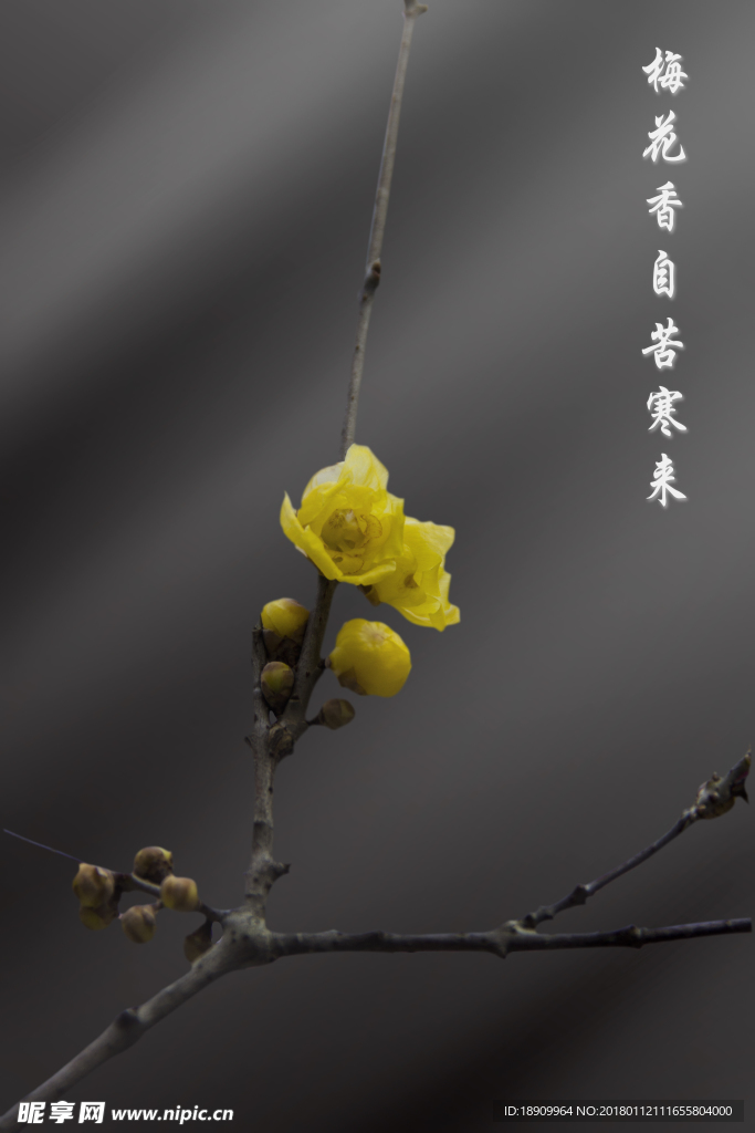 梅