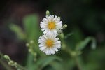 雏菊