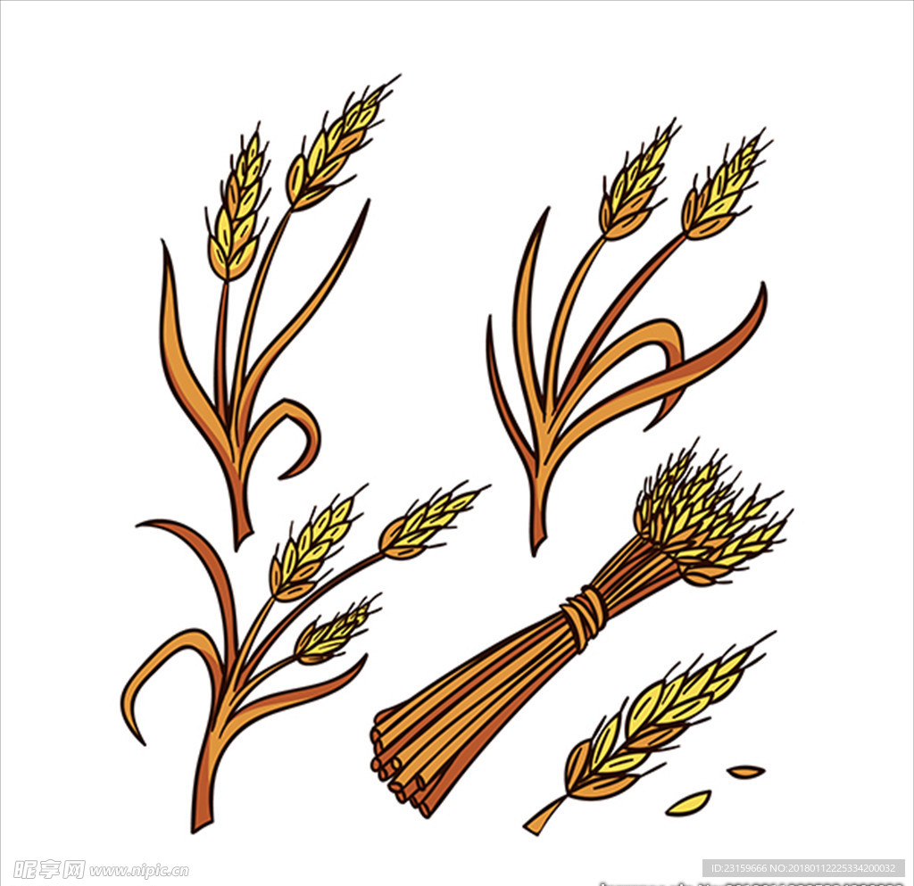 手绘复古小麦插图