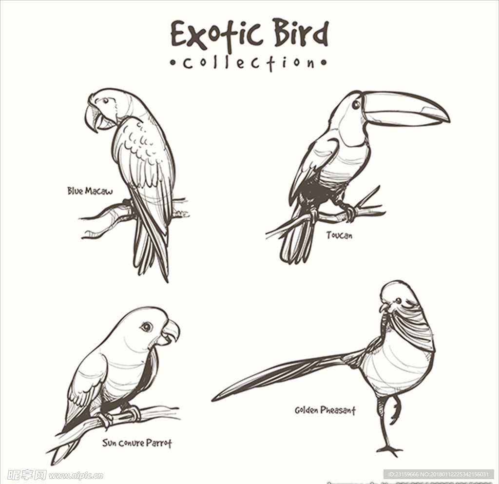 手绘素描鸟类插图