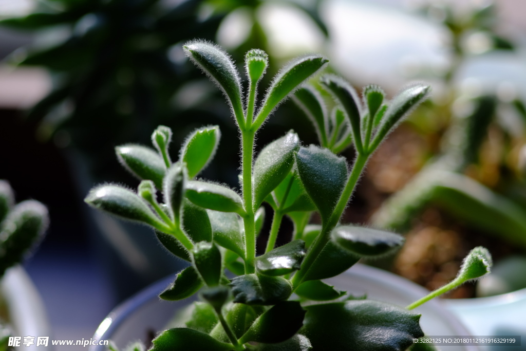 多肉植物