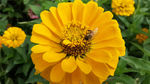 百叶菊花与蜜蜂