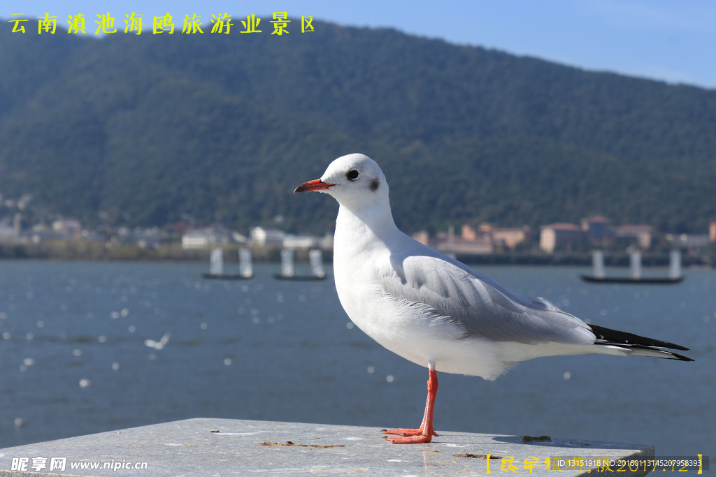 海鸥滇池大坝