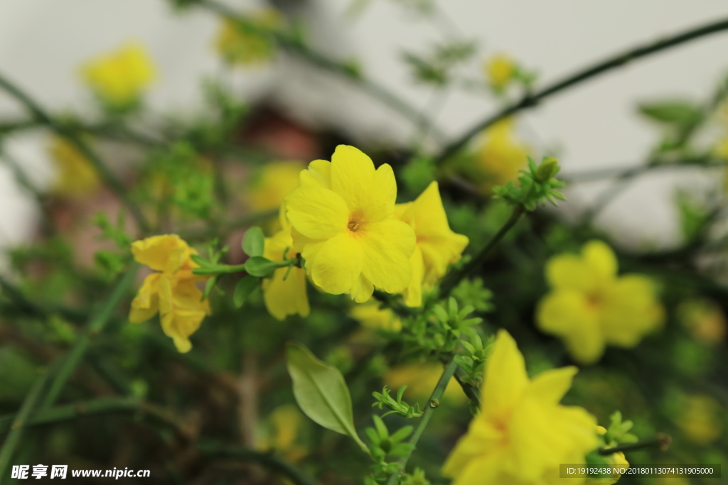 小黄花