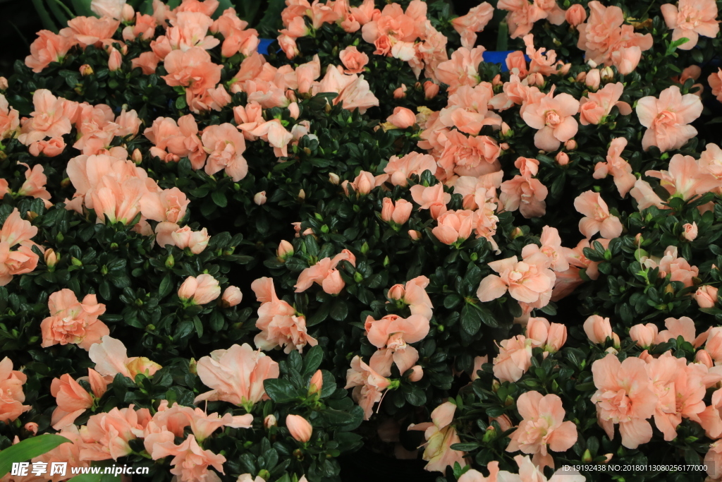 杜鹃花