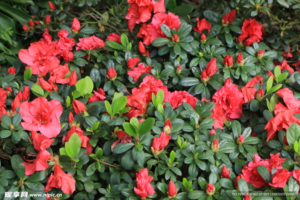 杜鹃花