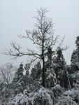 雪中的枝桠