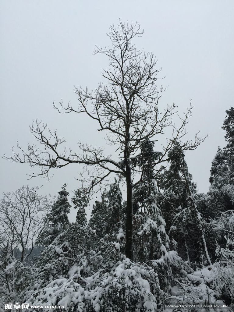 雪中的枝桠