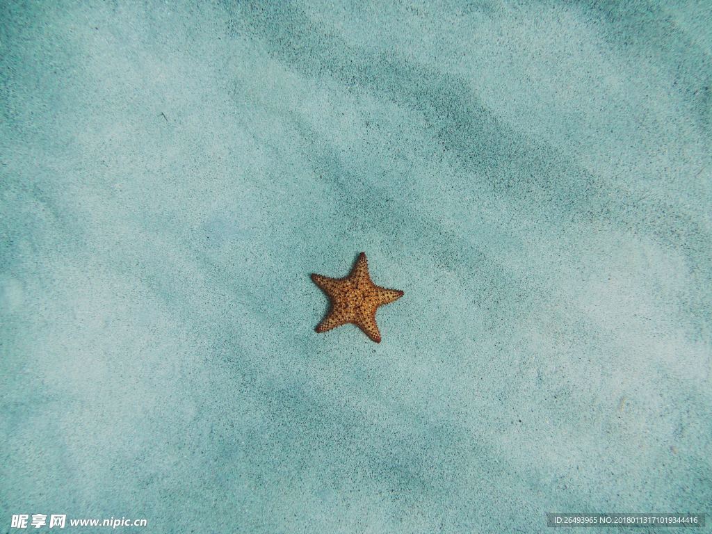 海星