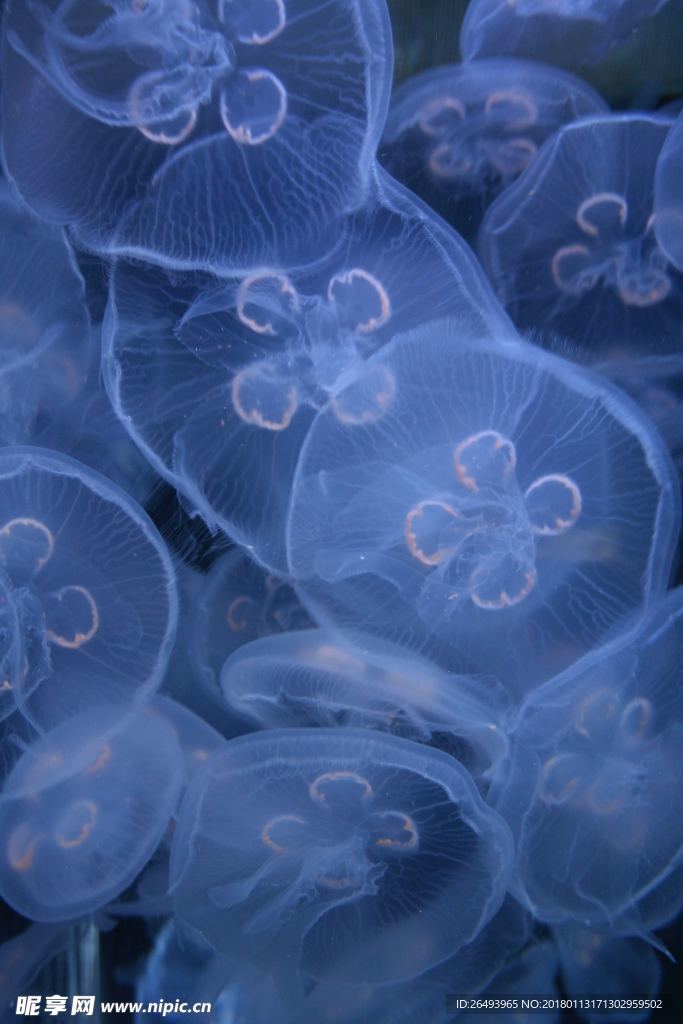 水母