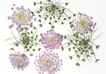 美丽的鲜花