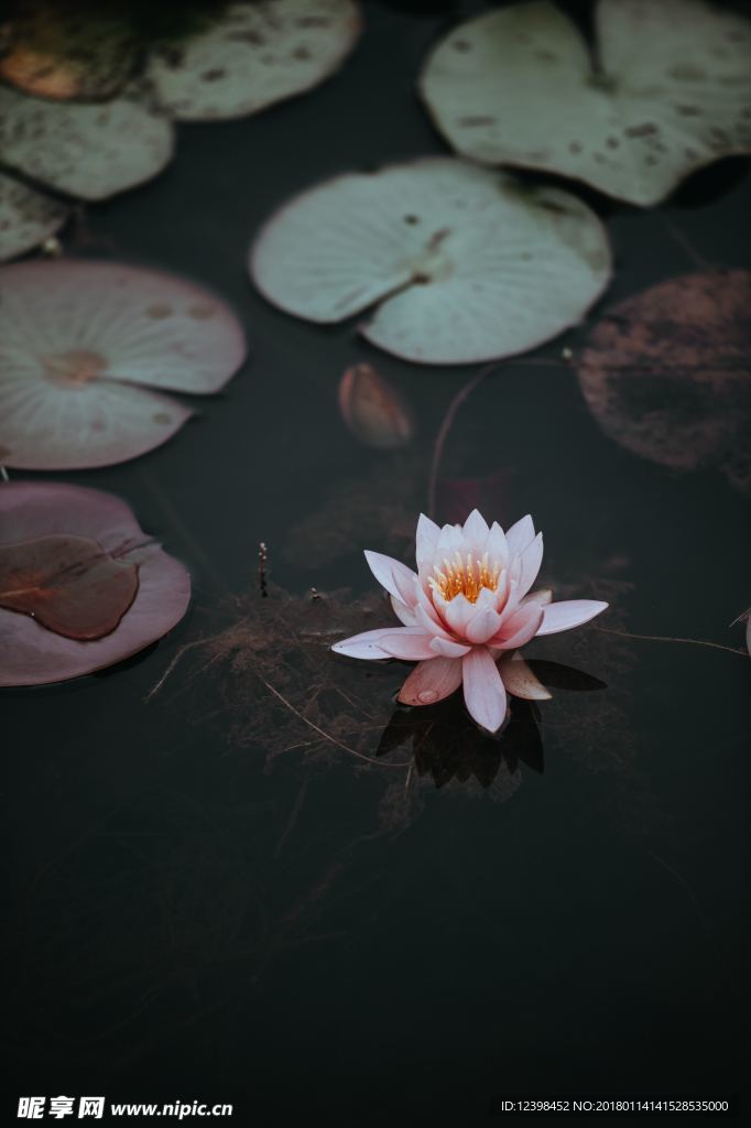 粉色荷花