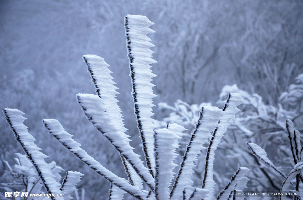 雪树