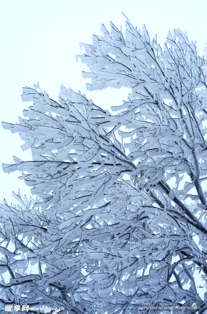 雪树