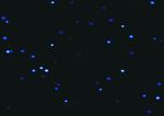 夜空中最亮的星