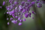 鲜花