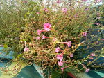 花卉