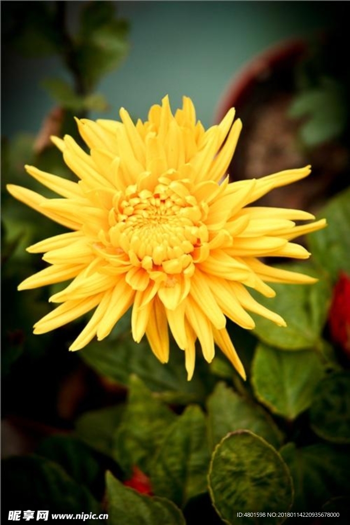 菊花