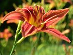 百合花