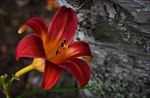 百合花