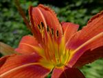 百合花