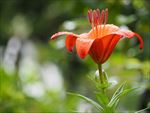 百合花
