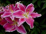百合花
