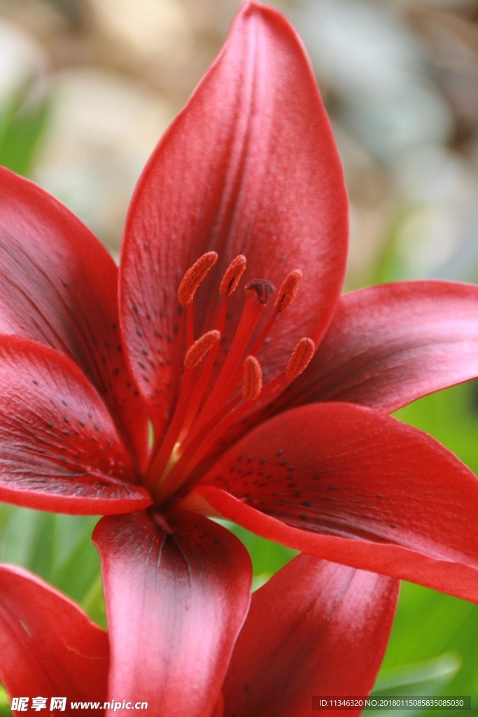 百合花