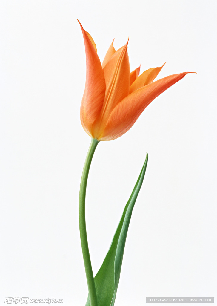 黄色鲜花
