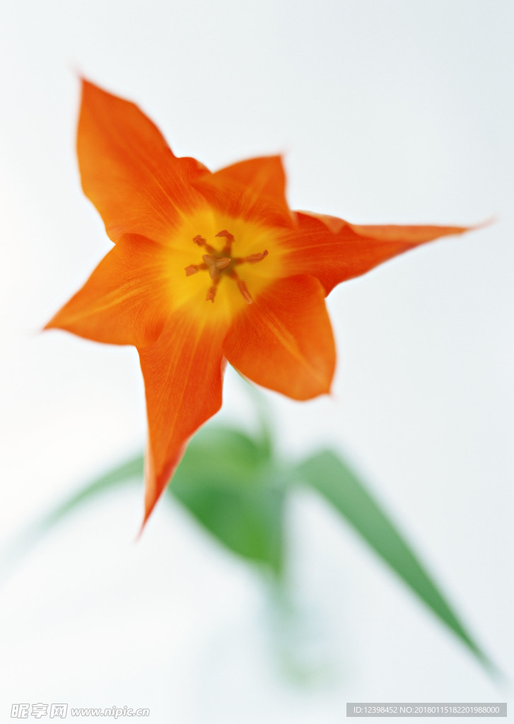 黄色鲜花