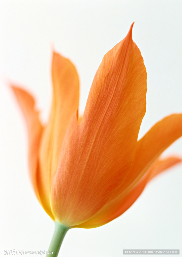 黄色鲜花