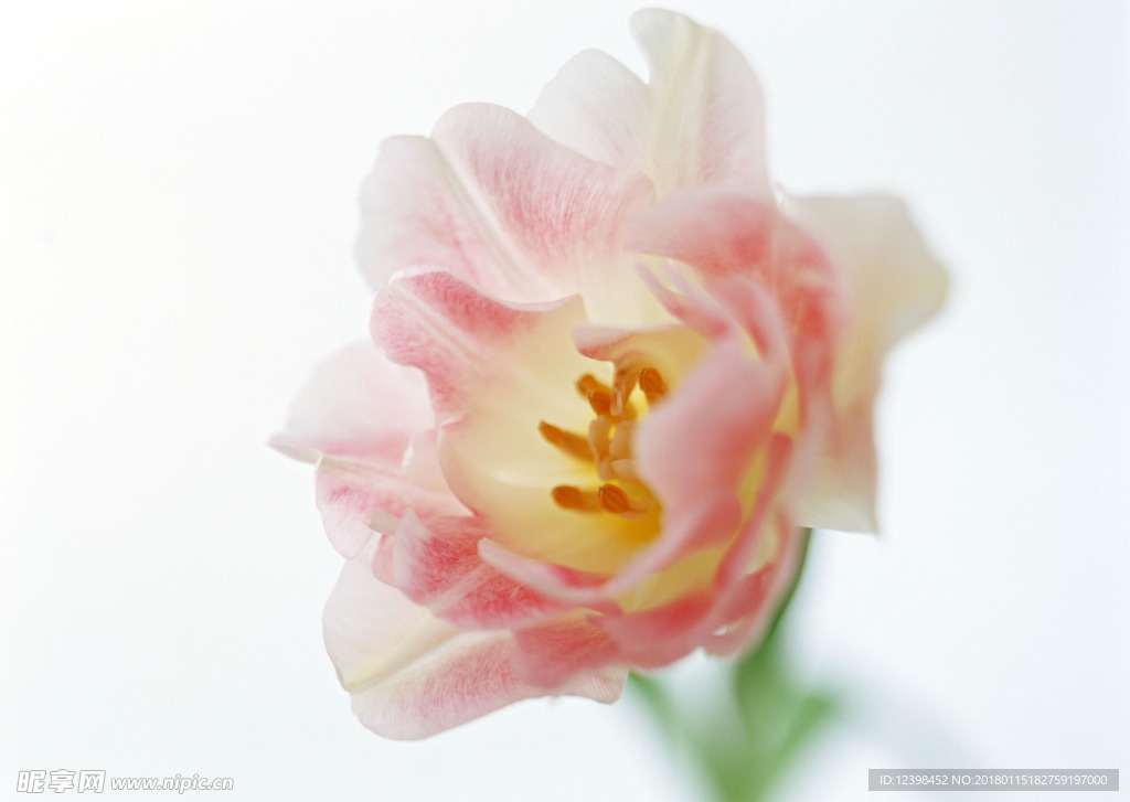郁金香花朵