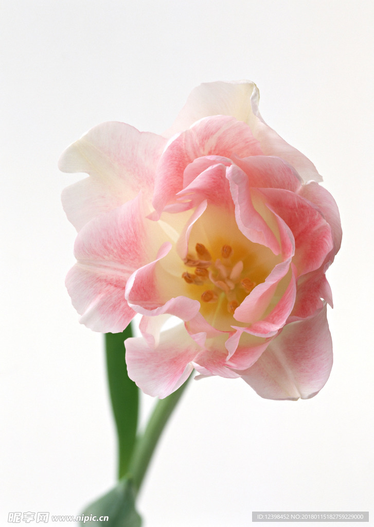 粉色鲜花