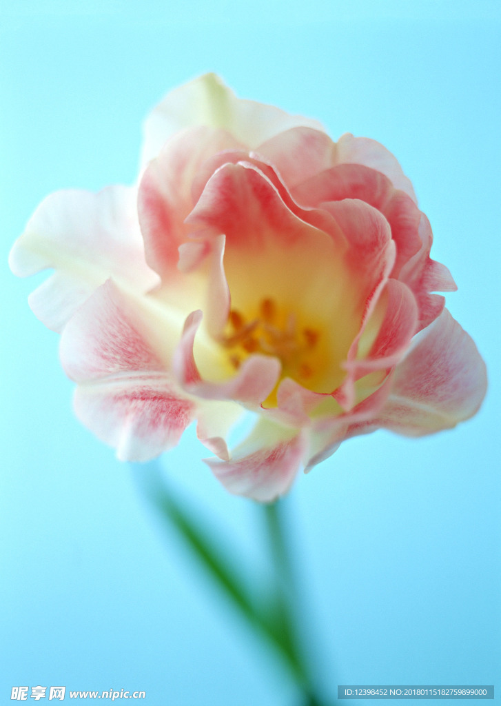 粉色鲜花