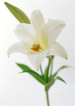 百合花