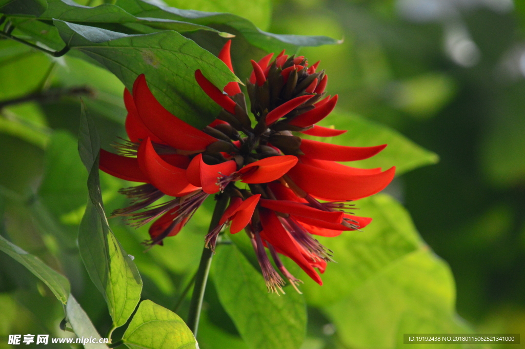 刺桐花