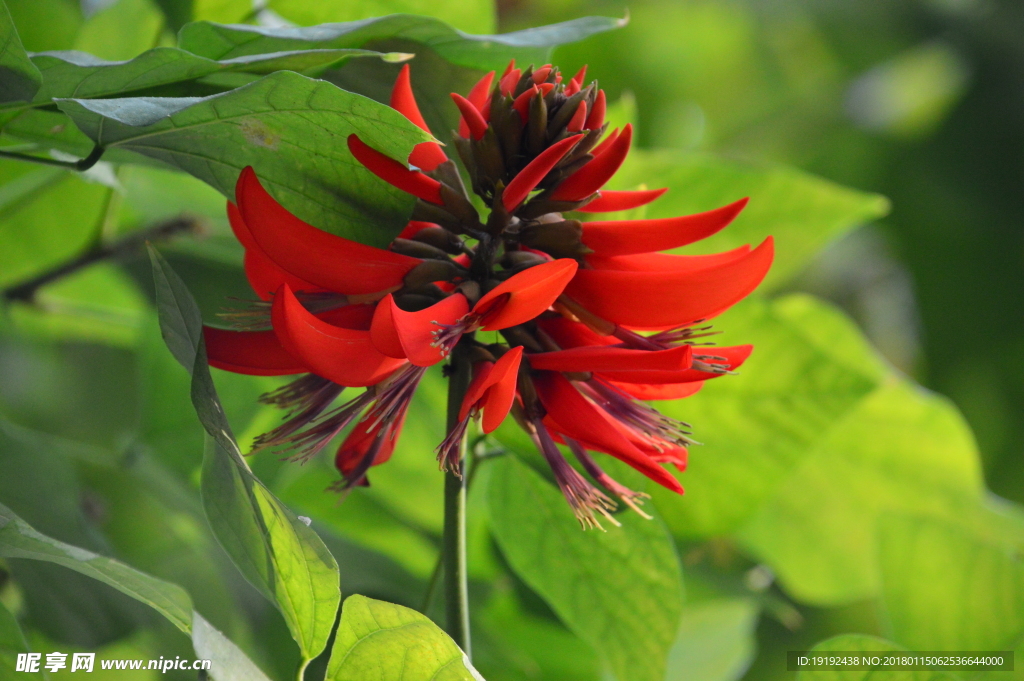 刺桐花