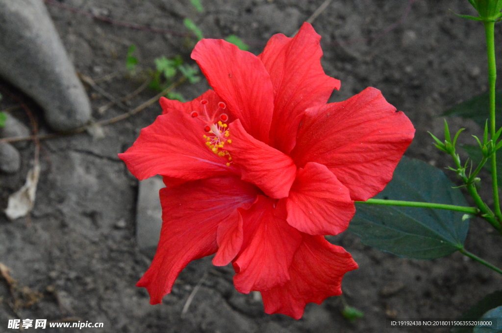 扶桑花