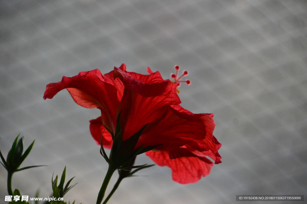 扶桑花