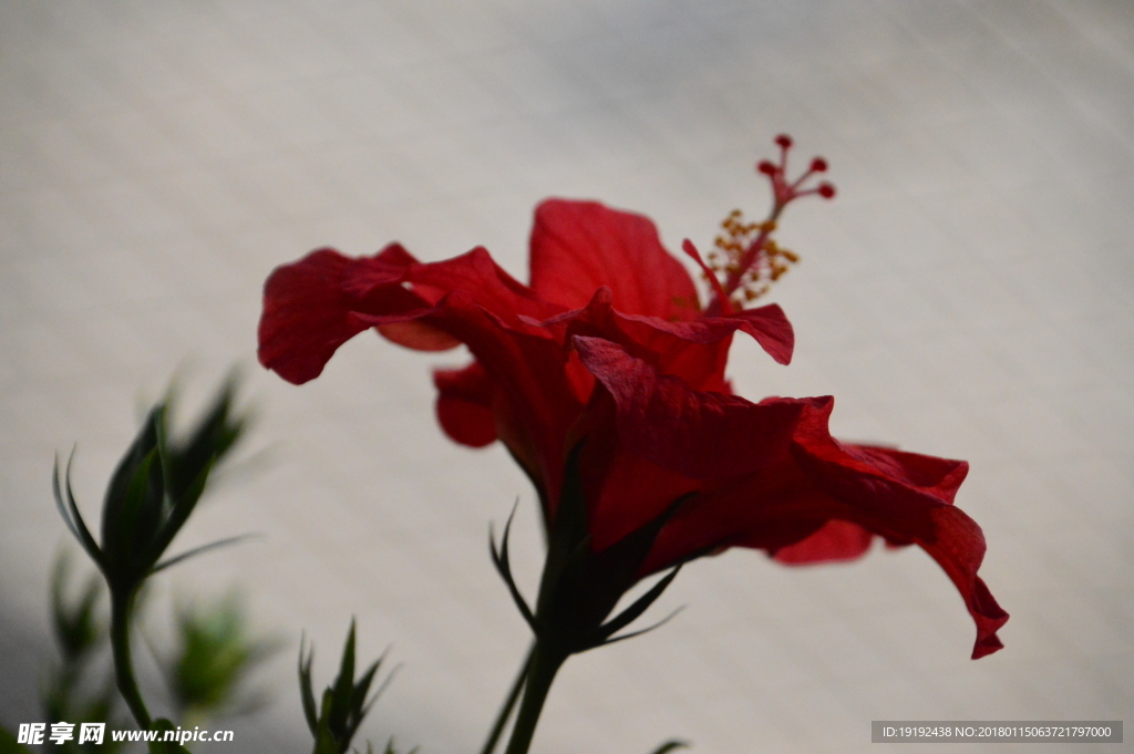 扶桑花