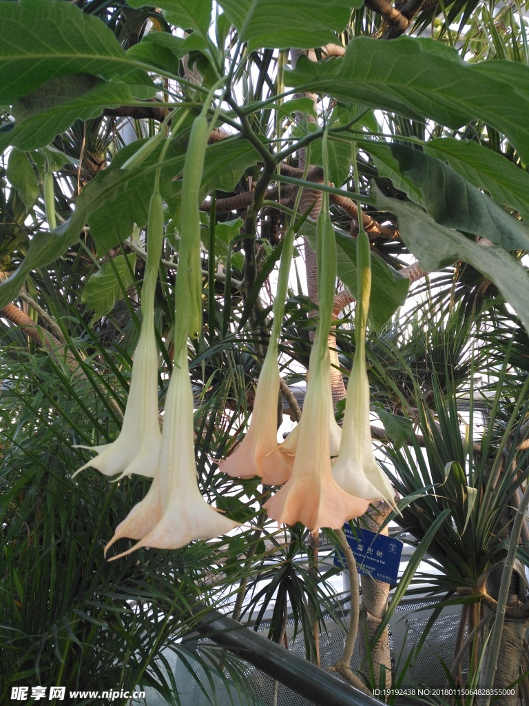 曼陀罗花