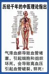 心血管系统图  中医 微循环
