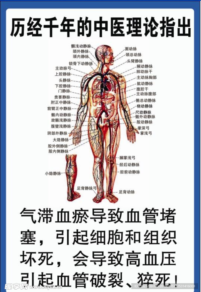 心血管系统图  中医 微循环