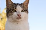 家养猫咪