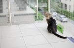 阳台上的猫咪