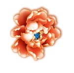 牡丹花