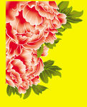 牡丹花