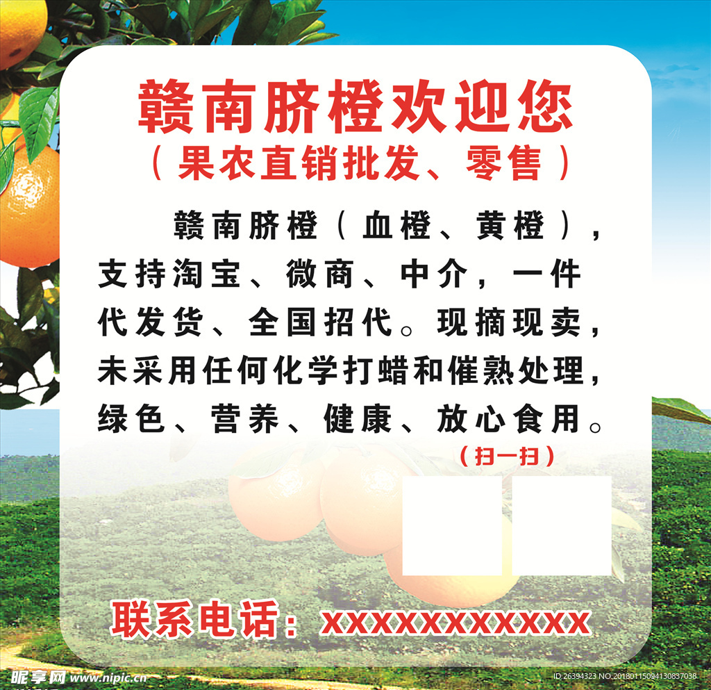 信丰脐橙